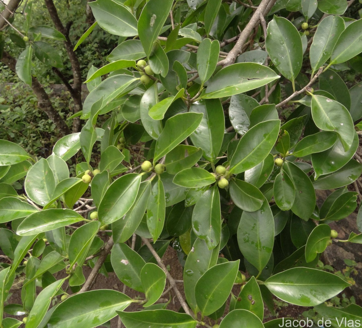 Ficus microcarpa L.f.
